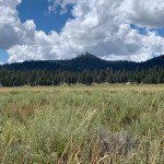 a grassy meadow in front of a forest and mountains under a cloudy sky