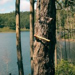 a scenic view of an axe stuck in a tree trunk by a tranquil lake in natividade da serra brazil. 19575511 scaled